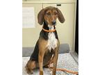 Adopt Ladybug a Black - with Brown, Red, Golden, Orange or Chestnut Hound