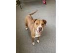 Adopt Carly a Red/Golden/Orange/Chestnut - with White Pit Bull Terrier / Hound