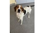 Adopt Lewis a Tricolor (Tan/Brown & Black & White) Treeing Walker Coonhound /