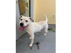 Adopt Baya a White Pit Bull Terrier / Mixed dog in Covington, VA (35602816)