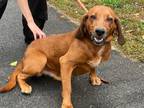 Adopt Jasper a Red/Golden/Orange/Chestnut Hound (Unknown Type) / Mixed dog in