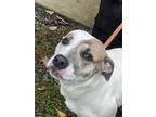 Adopt Luna a White - with Brown or Chocolate Pit Bull Terrier / Mixed dog in