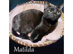 Adopt Matilda a All Black Domestic Shorthair / Mixed (short coat) cat in