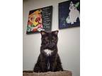 Adopt Meadow a All Black Domestic Shorthair / Mixed (short coat) cat in