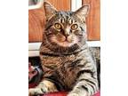 Adopt Dinks a Brown Tabby Domestic Shorthair / Mixed (short coat) cat in