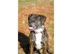 Adopt Eve a Brindle - with White Mixed Breed (Medium) / Mixed dog in