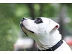 Adopt Froggy a White - with Black Mixed Breed (Large) / Mixed dog in