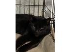 Adopt Annalynn a All Black Domestic Shorthair / Mixed (short coat) cat in