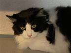 Adopt Kahla a Black & White or Tuxedo Domestic Longhair / Mixed (long coat) cat
