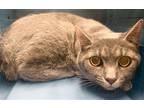 Adopt Clover a Gray or Blue Domestic Shorthair / Mixed (short coat) cat in