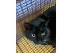 Adopt Alexia - barn cat a All Black Domestic Shorthair / Mixed (short coat) cat