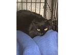 Adopt Sasha a All Black Domestic Longhair / Mixed cat in Hudson, NY (37586004)