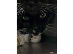 Adopt Bob -barn cat a Black & White or Tuxedo Domestic Shorthair / Mixed (short