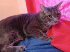 Adopt Toby a Gray or Blue (Mostly) Domestic Shorthair / Mixed (short coat) cat