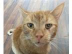 Adopt Tate a Orange or Red (Mostly) Domestic Shorthair / Mixed (short coat) cat