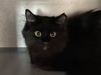 Adopt Frappuccino - barn cat a All Black Domestic Longhair / Mixed (long coat)