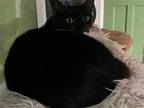 Adopt Kingston - barn cat a All Black Domestic Shorthair / Mixed (short coat)