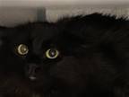 Adopt Cappuccino - barn cat a All Black Domestic Longhair / Mixed (long coat)