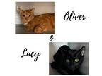 Adopt Lucy and Oliver a Orange or Red Domestic Mediumhair / Mixed (medium coat)