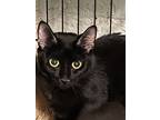 Adopt Niko a All Black Domestic Shorthair / Mixed (short coat) cat in Hudson