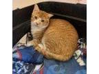 Adopt Garfield a Orange or Red (Mostly) Domestic Shorthair / Mixed (short coat)