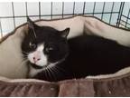Adopt Spot-Barn Cat a Black & White or Tuxedo Domestic Shorthair / Mixed (short