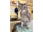 Adopt Kayla a Gray, Blue or Silver Tabby Domestic Shorthair / Mixed (short coat)