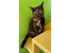 Adopt Shelley a All Black Domestic Shorthair / Mixed (short coat) cat in Hudson