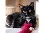 Adopt Matilda a Black & White or Tuxedo Domestic Shorthair / Mixed cat in