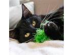 Adopt Melvin a Black & White or Tuxedo Domestic Shorthair / Mixed cat in