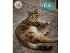 Adopt Fish a Calico or Dilute Calico Domestic Shorthair / Mixed (short coat) cat