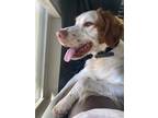 Adopt TX/Davey a Red/Golden/Orange/Chestnut - with White Brittany / Mixed dog in