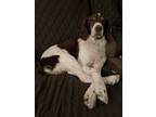 Adopt WA/Sadie a Brown/Chocolate - with White Brittany / Mixed dog in Glendale