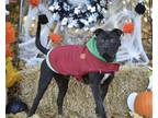 Adopt Brad Pitt a Black - with White American Staffordshire Terrier / Mixed dog