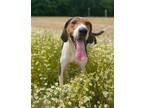 Adopt Walker a Tricolor (Tan/Brown & Black & White) Treeing Walker Coonhound /