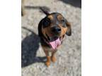 Adopt Roxie a Tricolor (Tan/Brown & Black & White) Hound (Unknown Type) /