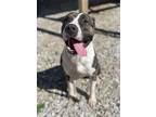 Adopt Axel a Brindle - with White American Staffordshire Terrier / Mixed dog in