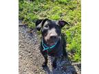 Adopt Rosie a Brindle - with White Labrador Retriever / Mixed dog in Mt.