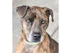 Adopt Princess a Catahoula Leopard Dog / Mountain Cur / Mixed dog in Mt.