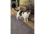 Adopt Elmer a Brown Tabby Domestic Shorthair / Mixed (short coat) cat in Tampa