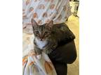 Adopt Luis a Gray, Blue or Silver Tabby Domestic Shorthair / Mixed (short coat)