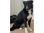 Adopt Parker a Black - with White Collie / Shepherd (Unknown Type) / Mixed dog
