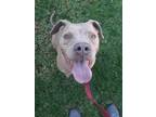 Adopt Canela a Tan/Yellow/Fawn - with White Pit Bull Terrier / Mixed dog in