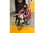 Adopt Fallon a Black - with White Boxer / Mixed dog in Santa Monica