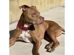 Adopt Jackie & Eloa a Pit Bull Terrier / Mixed dog in Santa Monica