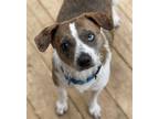 Adopt Graham a Brown/Chocolate - with White Terrier (Unknown Type