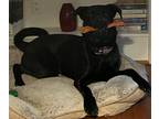 Adopt Blue -Lower Fee! In MD! a Black Labrador Retriever / Husky / Mixed dog in