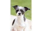 Adopt Buster a White - with Black Chinese Crested / Shih Tzu / Mixed dog in