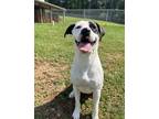 Adopt Riley a Black - with White Pit Bull Terrier / Mixed dog in Harrisville