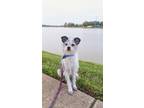 Adopt Fenya a White - with Black Jack Russell Terrier / Standard Schnauzer /